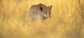 Honeyguide Khoka Moya Camp - 