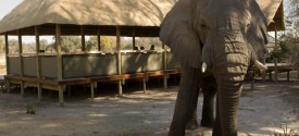 Chitabe Lediba - 