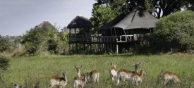 Little Mombo Camp - Little Mombo Camp