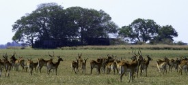 Shumba Camp - 