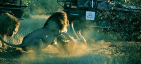 Thornybush Game Lodge - 