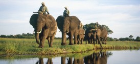 Abu Camp - Abu Elephants