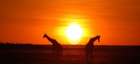Emanya @ Etosha - Etosha National Park