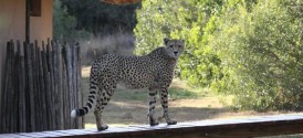 Bukela Game Lodge - Leopard