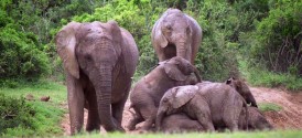 Zuurberg Mountain Village - Addo Elephant National Park