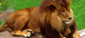 Predator Park Tours in Sun City - Lion