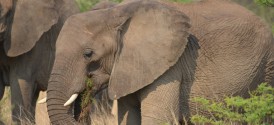 Sun City Elephant Safari, Pilanesberg - Elephants in Pilanesberg