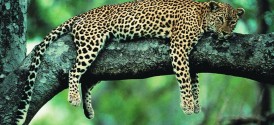 Hluhluwe Park Safari Tour - Hluhluwe Imfolozi Park
