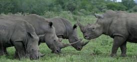 Hluhluwe-Imfolozi Park Tour - Rhino