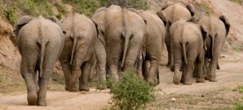 Game drive in St. Lucia - Elephants
