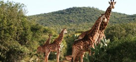 St. Lucia and Cape Vidal Tour in KwaZulu-Natal - Game drive Eastern Cape