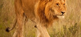 Sundowner Safari tour in St. Lucia - Lion