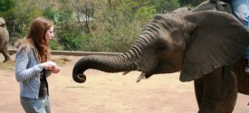 Hazyview Elephant Interaction - Elephant Interaction