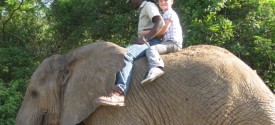 Elephant Interaction and Safari near Kruger Park - Interaction with Elephant Ride and Lunch at Hippo Hollow