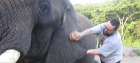 Elephant Safari and Brushdown near Kruger Park - Early Morning Brush Down, Interaction and Elephant Back Ride