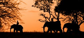 Kruger Sunset Elephant Safaris - 