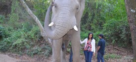 Elephant Safari experience near Kruger Park - 