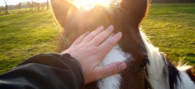 Horseback Safari near Kruger Park - Horse back Safari near Kruger Park