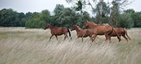 Horse Ride Safari near Kruger National Park - Horseride at Stanford