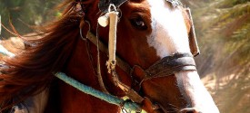Sundowner horse ride near Kruger Park - Sundowner Horse Ride