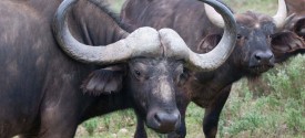Garden Route Safari - Baffalo