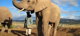 Garden Route Elephant Walk Safari - Buffelsdrift Elephant Walk Safari