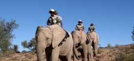 Garden Route Elephant Riding Safari - Buffelsdrift Elephant Safari