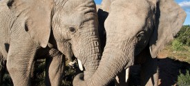 Oudtshoorn Elephant Safari - Buffelsdrift's Elephants