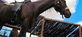 Garden Route Horse Riding Tour at Buffelsdrift - Buffelsdrift Horseback Safari