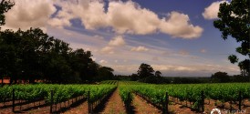 Cape Winelands Cuisine Day Tour - Vineyard