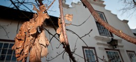 Stellenbosch Gourmet Wine Day Tour - Oak trees of Stellenbosch