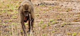 Kruger Park Day Tours - Kruger Park Tour