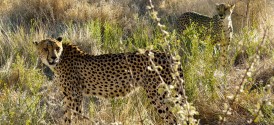 Night Safari in the Kapama Game Reserve - Cheetah