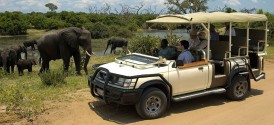 Chobe Game Drive - Half Day - Game Drive
