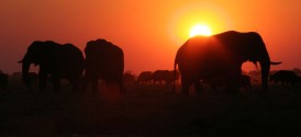 Chobe River Cruise - Chobe