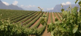Cape Winelands Day Tour - Lost in Stellenbosch