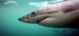 Shark Cage Diving in Cape Town - Great White Shark