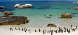 Cape Point and Boulders Beach Tour - Boulders Beach