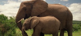 Addo Elephant Park Game Drive - Addo Elephant National Park