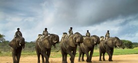 Elephant Back Safari Pilanesberg - Elephant Back Safari, Pilanesberg