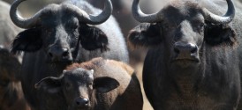 Cape Town Big 5 Safari at Aquila - Buffalo