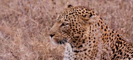 Game drive and Horseback Safari in Cape Town - Aquila - Leopard