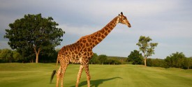 Hans Merensky golf course
