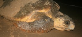 Loggerhead female turtle
