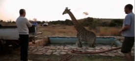 Giraffe in pool