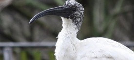 African Sacred Ibis