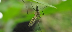 Mosquito