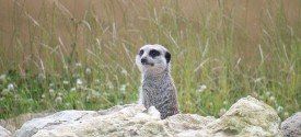 Meerkat