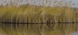 Okavango Delta fishing in Botswana: