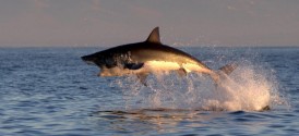 Air jaws
